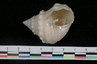 藏品(玉珠銀鐘螺)的圖片